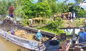 Chuyển đổi mô hình trồng mía ép nước giải khát nông dân Cần Thơ thu lợi cao