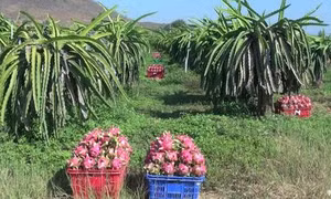 Tăng cường giám sát mã số vùng trồng thanh long xuất khẩu