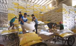 Năm 2023, xuất khẩu gạo của Việt Nam sẽ phá sâu kỷ lục cũ về lượng, kim ngạch và giá 