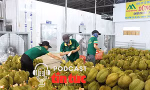 Xuất khẩu rau quả phá kỷ lục, sầu riêng tăng hơn 700%