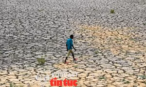 El Niño khiến thị trường gạo thêm nhiều căng thẳng 