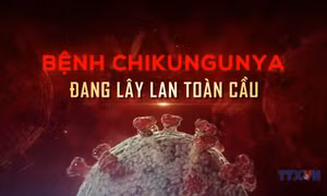 Bệnh chikungunya đang lây lan toàn cầu