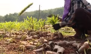 Trồng rừng FSC - Hướng đi bền vững cho ngành lâm nghiệp
