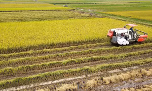 Đại điền khó tiếp cận chính sách hỗ trợ đất đai
