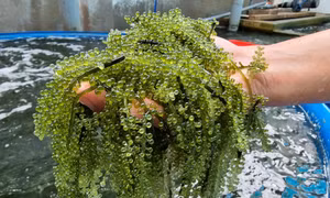 Trồng rong nho mang lại nhiều triển vọng phát triển kinh tế
