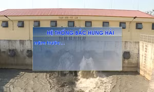 Nước của hệ thống Bắc Hưng Hải đã thay màu