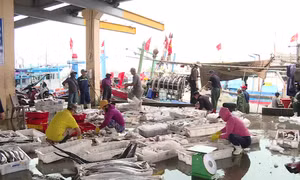 Đầu năm, ngư dân tấp nập vươn khơi