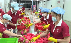 Xuất khẩu nông lâm thủy sản suy giảm