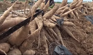 Người trồng sắn lao đao khi giá giảm một nửa