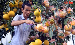 Bưởi Diễn trĩu quả vàng óng ồ ạt đổ bộ vào TP Hồ Chí Minh phục vụ người dân chơi Tết.
