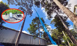 Flycam và xe loại 40m được huy động để kiểm tra và cắt tỉa cây xanh trong Công viên Tao Đàn (Quận 1).