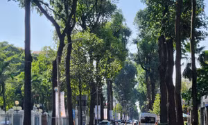 Những con đường rợp bóng cây xanh che mát cho người đi đường.