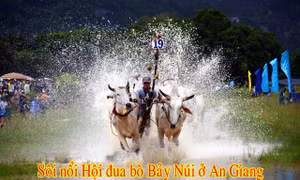 Sôi nổi Hội đua bò Bảy Núi ở An Giang.