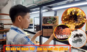 Nuôi kiến bằng tank đã thành một cộng đồng đông đảo tại Việt Nam, được nhiều người hưởng ứng, đồng thời cũng như lời gợi ý cho những bạn trẻ cần cù, sáng tạo, có mong muốn tìm hướng kinh doanh, khởi nghiệp từ mọi hoạt động của đời sống xã hội.