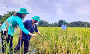 TP Hồ Chí Minh đang phát triển và hình thành vùng sản xuất lúa, gạo ST25 hữu cơ.