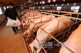 Giá lợn hơi không tăng như kỳ vọng ảnh 1