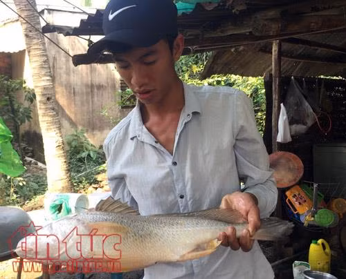 Cần thủ Sài Gòn câu được cá sủ vàng quý hiếm nặng hơn 2kg ảnh 1