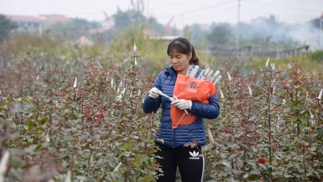 Làng hoa Tây Tựu tất bật chuẩn bị hoa đón Tết ảnh 3