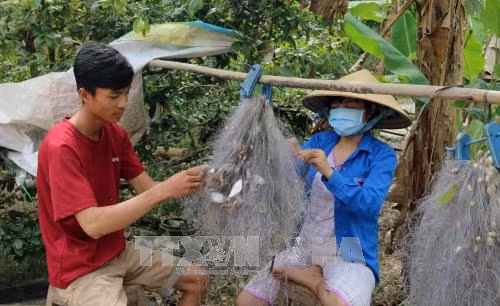 Phát triển nuôi cá trên đồng ruộng mùa nước nổi ảnh 2