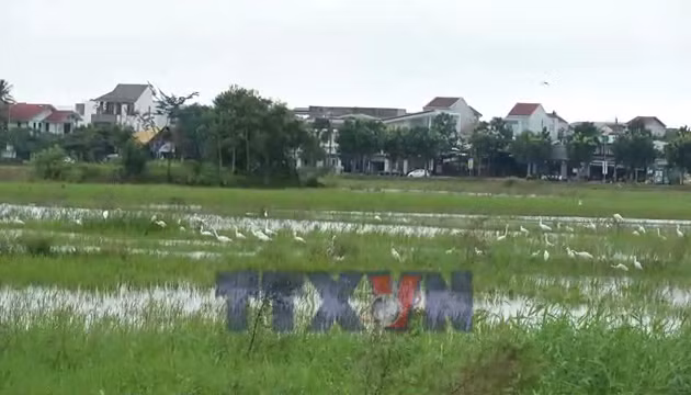 Cò trắng xuất hiện dày đặc trên cánh đồng ở trung tâm TP Huế