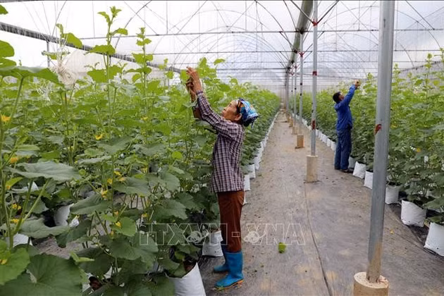 Thúc đẩy sản xuất nông nghiệp theo chuỗi giá trị