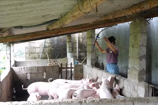 Nguồn vốn ưu đãi tiếp sức nông dân vùng cao phát triển sản xuất