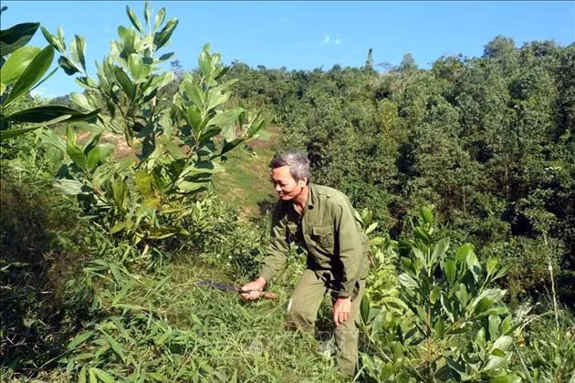 Phát triển kinh tế lâm nghiệp gắn với bảo vệ tài nguyên rừng