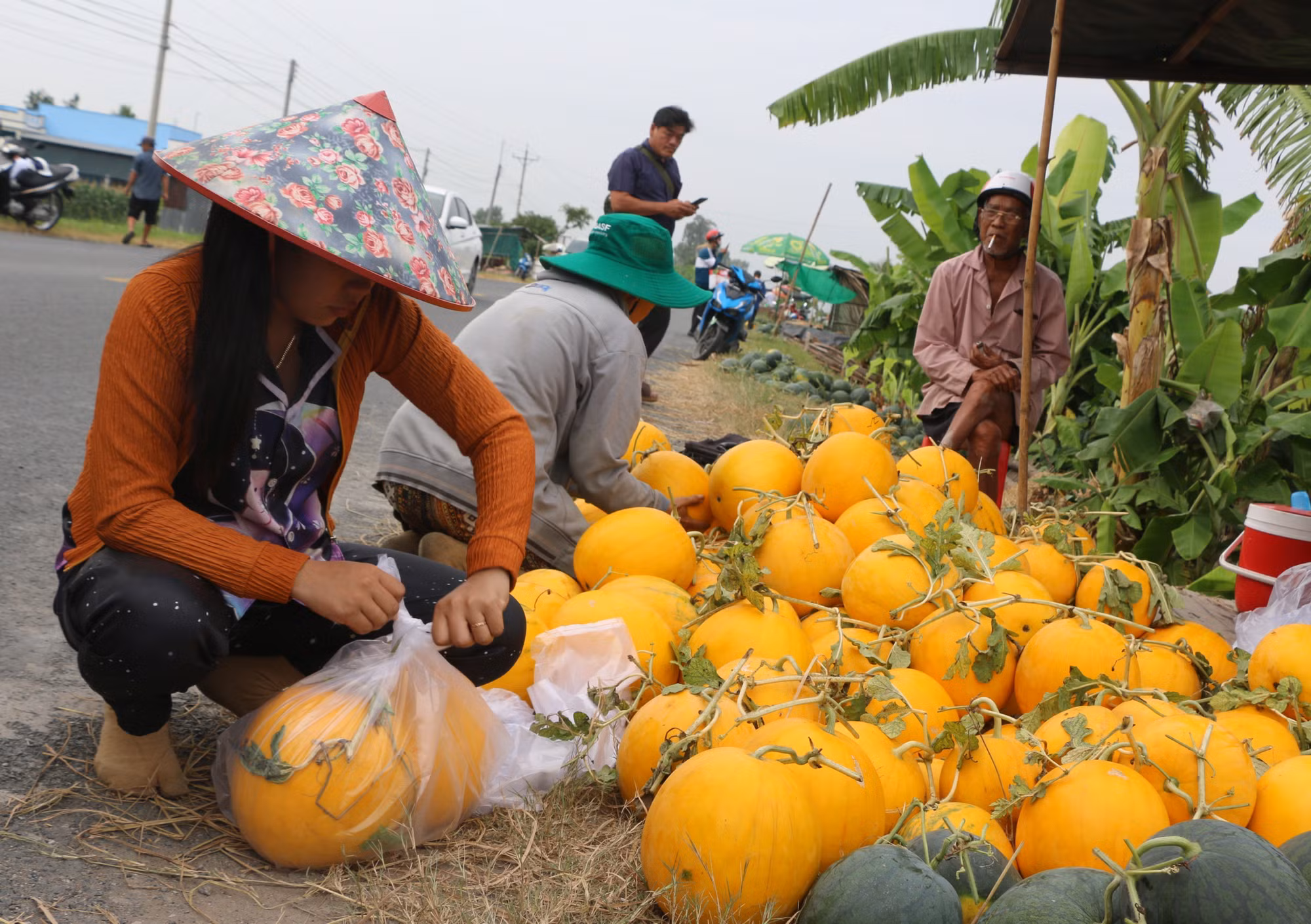 potal-nong-dan-bac-lieu-thu-hoach-dua-vu-tet-2025-7824621.jpg