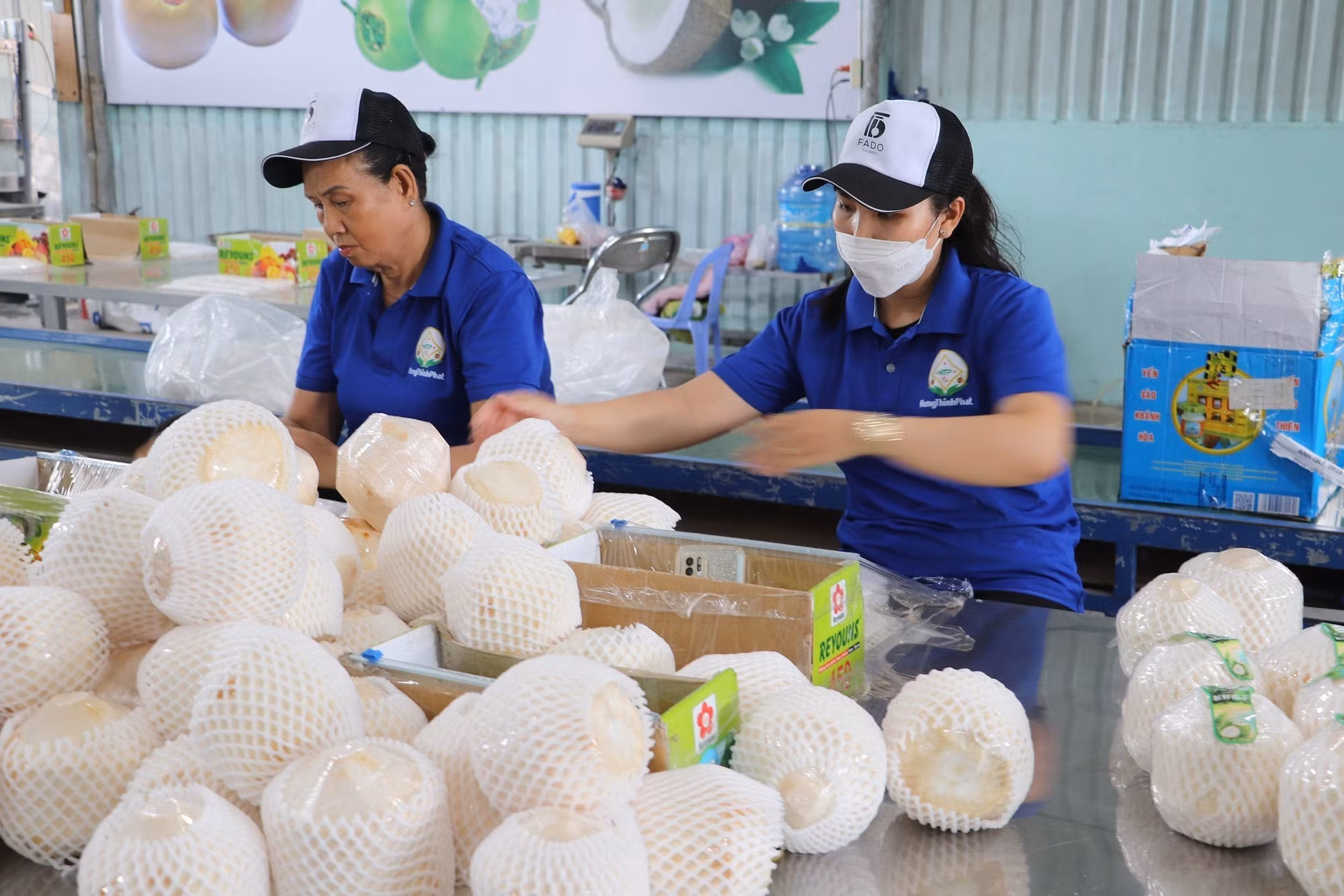 potal-co-hoi-moi-cho-nganh-dua-tien-giang-7703050.jpg