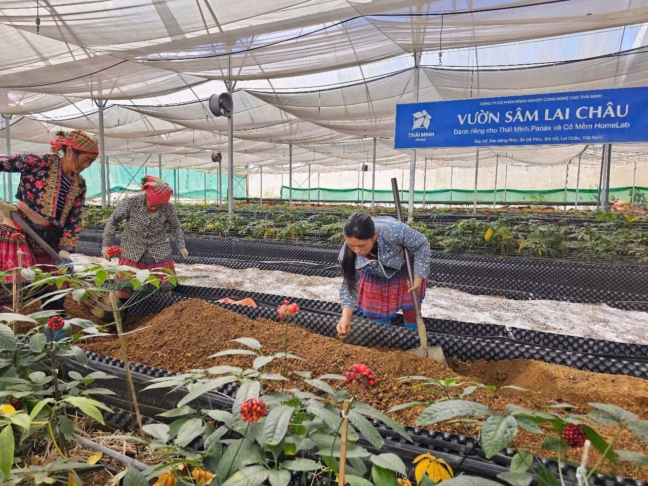 potal-lai-chau-khai-thac-tiem-nang-tu-trong-duoc-lieu-7842864.jpg
