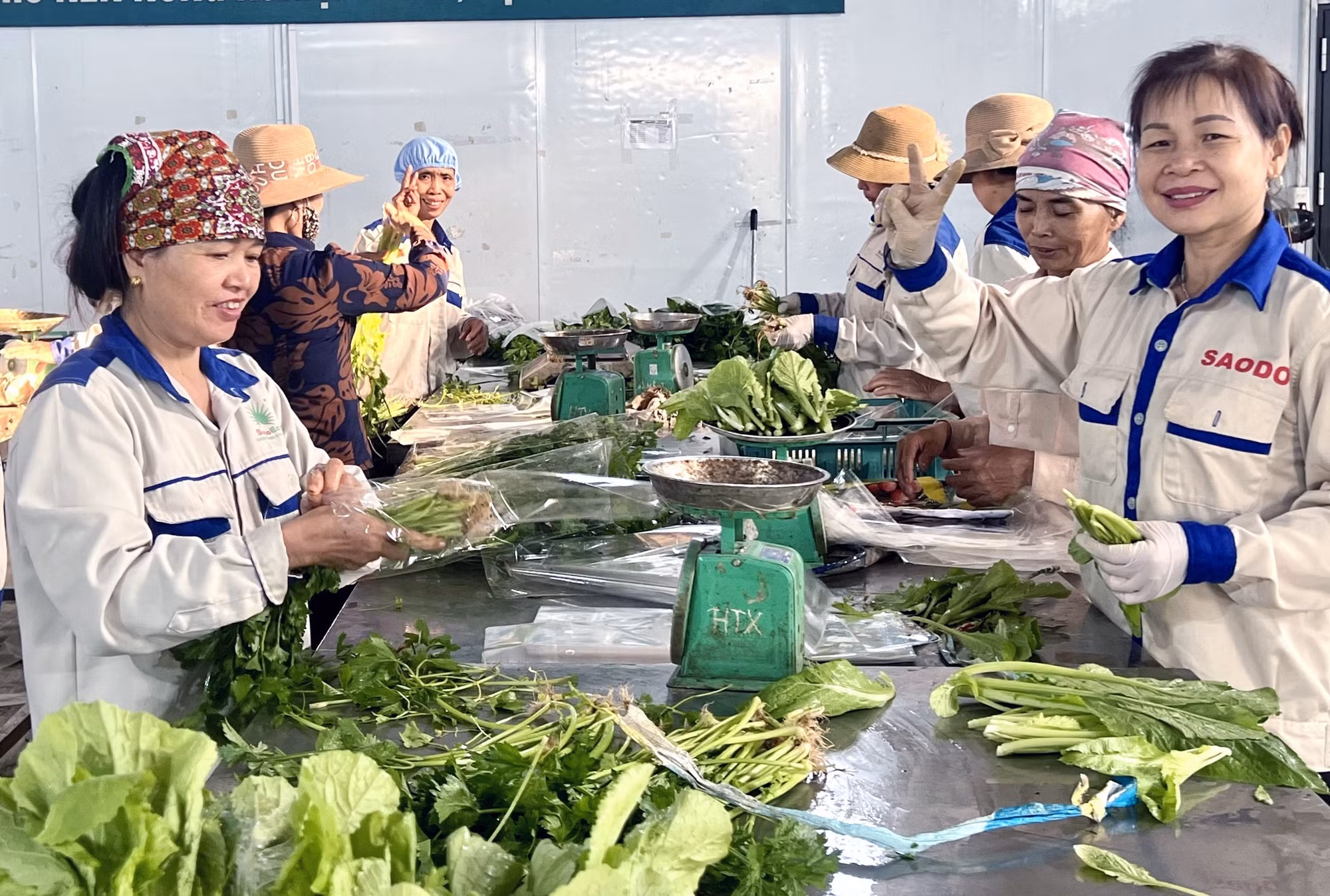 potal-hop-tac-xa-rau-an-toan-tu-xa-phu-tho-duoc-cong-nhan-la-hop-tac-xa-tieu-bieu-toan-quoc-7703087.jpg