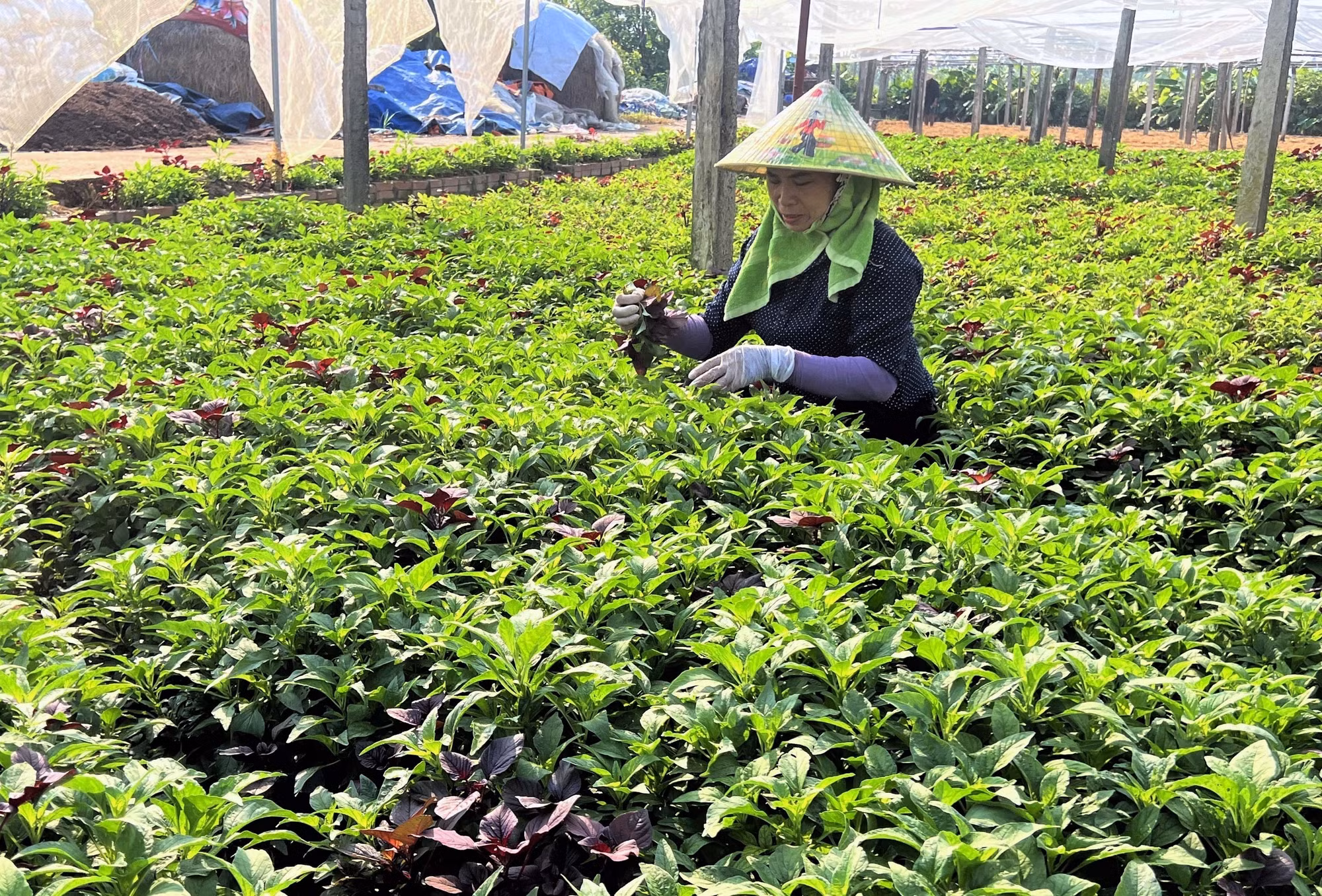 potal-hop-tac-xa-rau-an-toan-tu-xa-phu-tho-duoc-cong-nhan-la-hop-tac-xa-tieu-bieu-toan-quoc-7703100.jpg