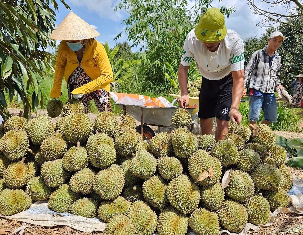 potal-can-tho-to-chuc-toa-dam-mot-so-luu-y-trong-san-xuat-cay-an-qua-phuc-vu-xuat-khau-7878292.jpg