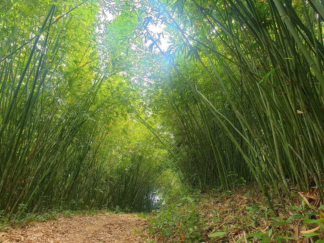 potal-212-ho-dan-dau-tien-tai-nghe-an-don-nhan-chung-chi-fsc-trong-va-khai-thac-rung-lung-6200842.jpg