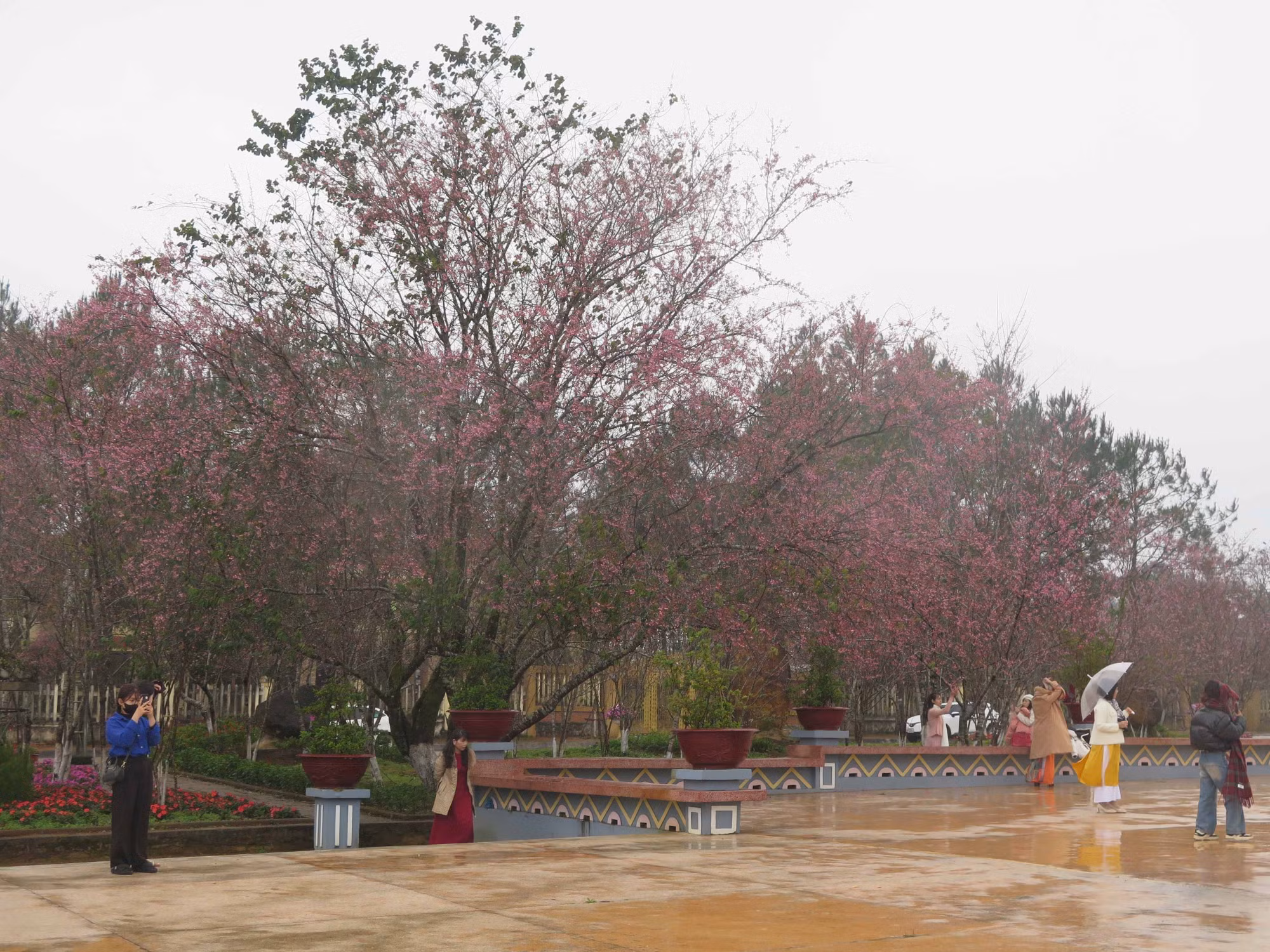 potal-hoa-mai-anh-dao-nhuom-hong-mang-den-7813685.jpg