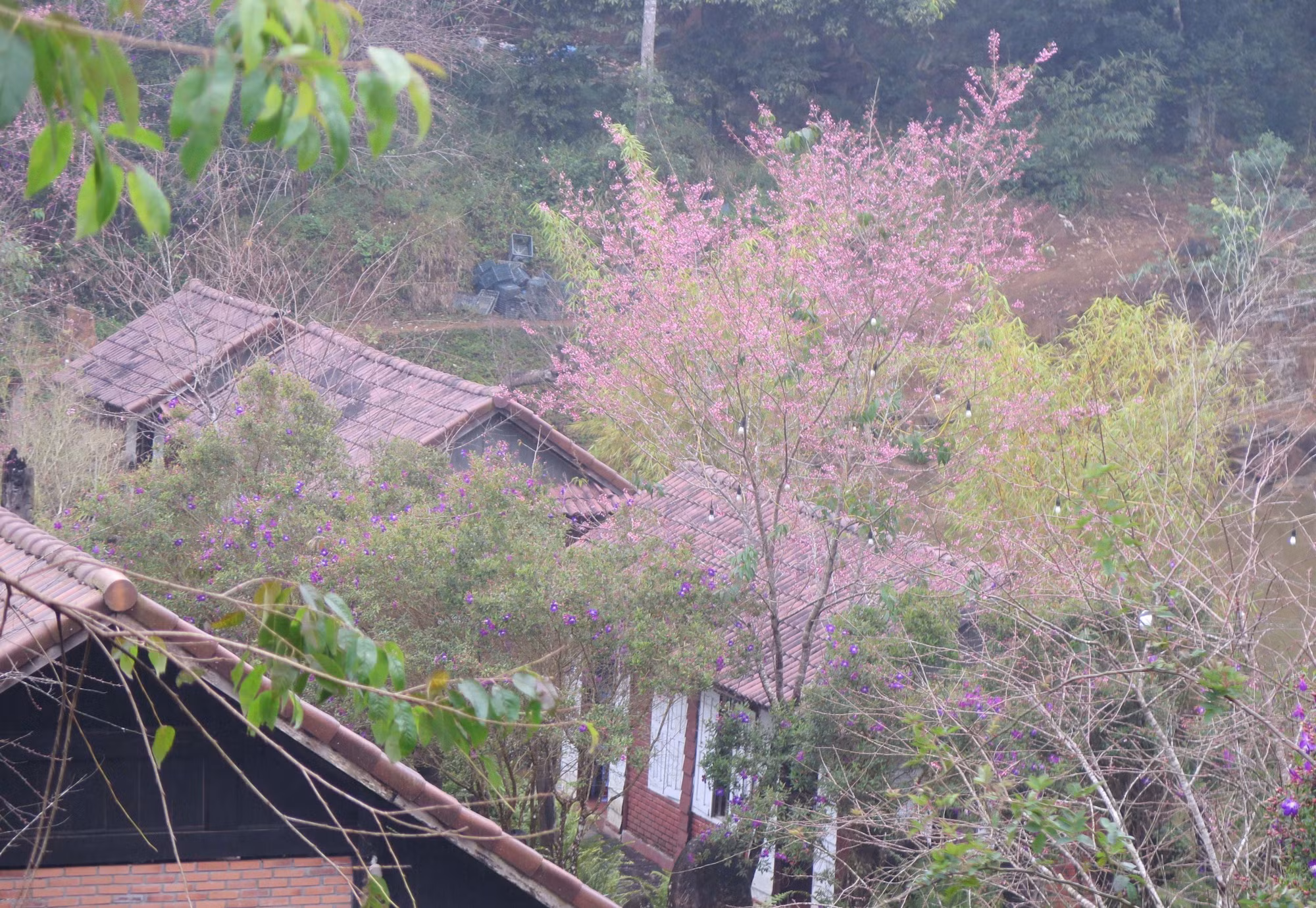 potal-hoa-mai-anh-dao-nhuom-hong-mang-den-7813642.jpg