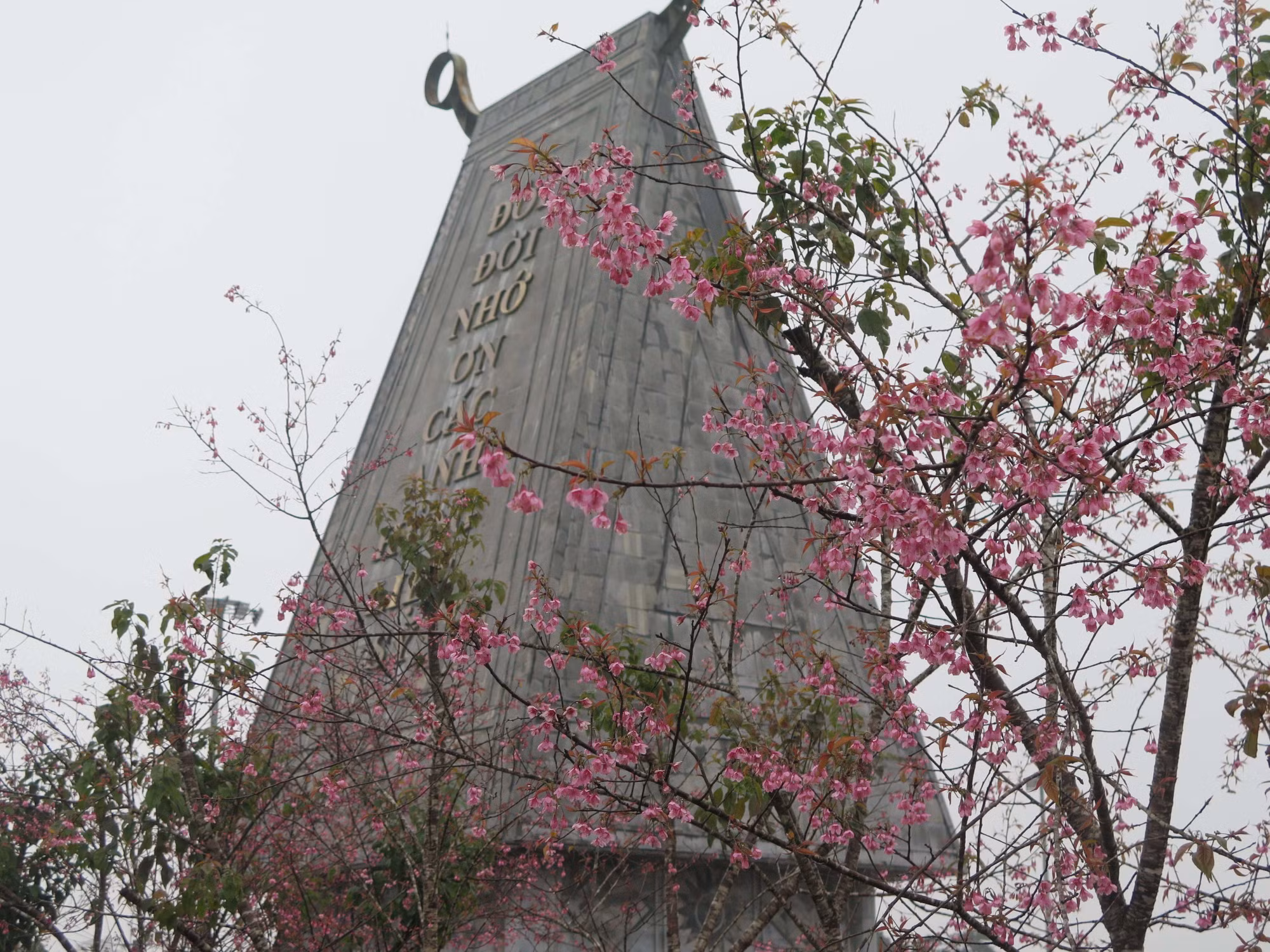 potal-hoa-mai-anh-dao-nhuom-hong-mang-den-7813670.jpg