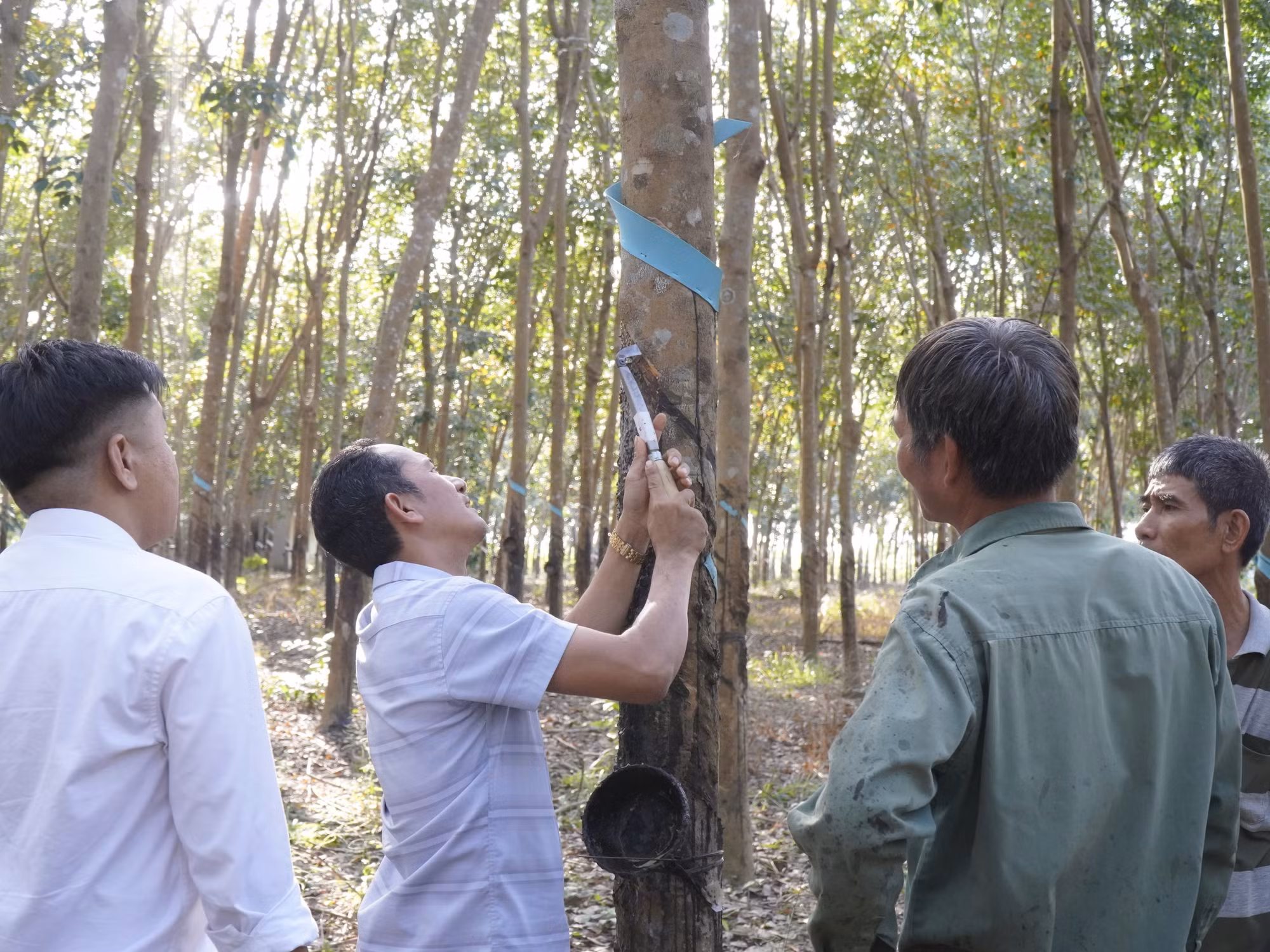potal-hieu-qua-tu-mo-hinh-san-xuat-cao-su-tieu-dien-ben-vung-tai-binh-phuoc-7767683.jpg