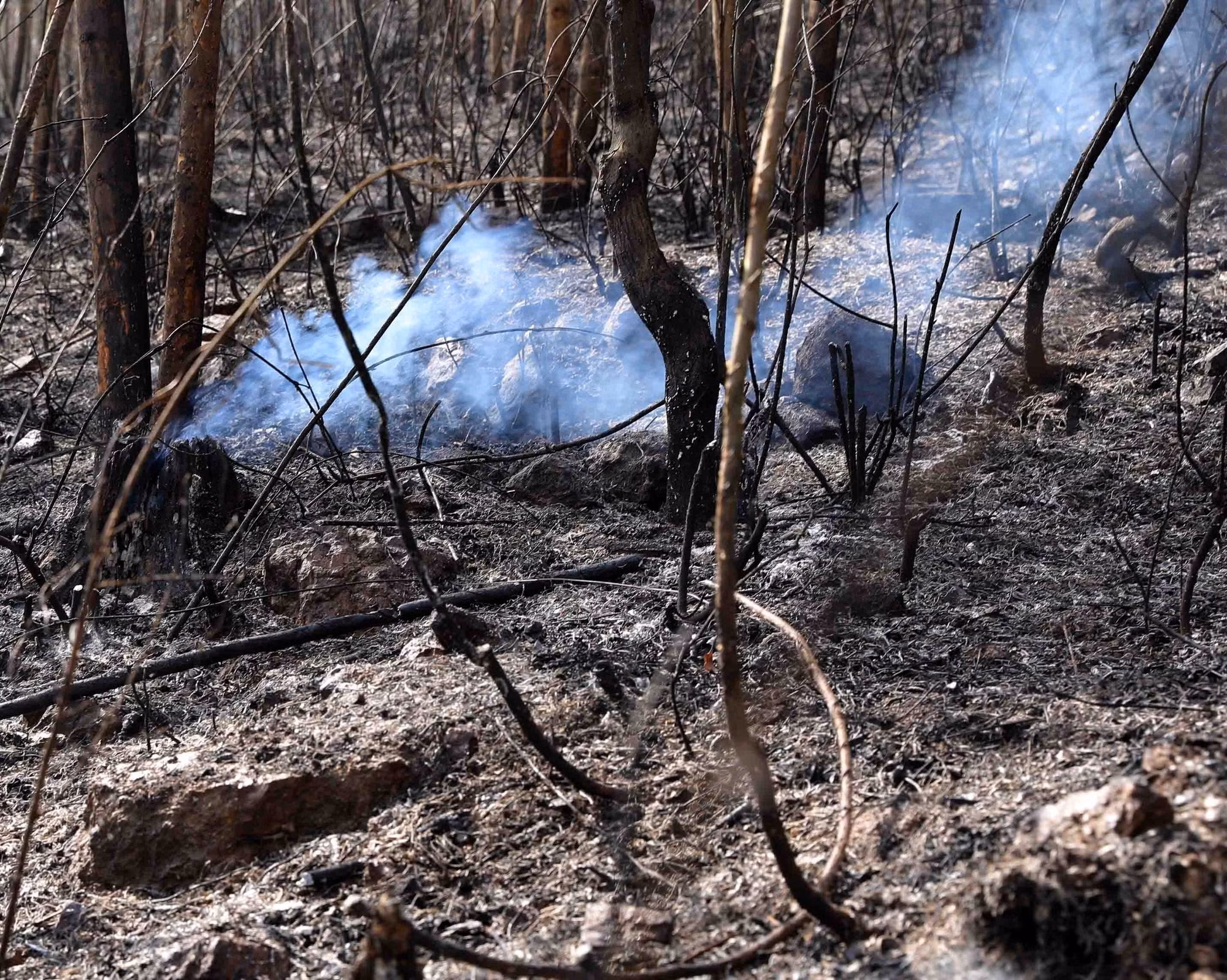 potal-co-ban-dap-tat-dam-chay-20-ha-rung-bach-dan-tai-vinh-phuc-7975114.jpg