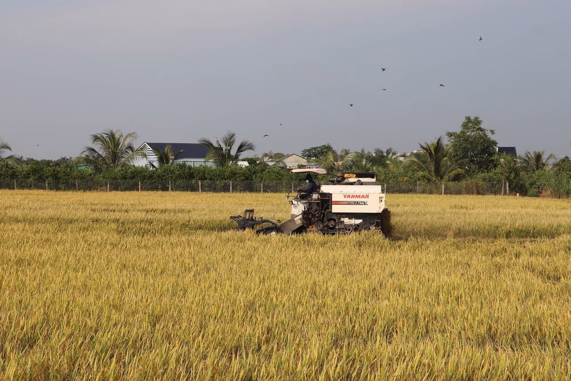 potal-nganh-nong-nghiep-tien-giang-day-manh-co-gioi-hoa-san-xuat-7774721.jpg