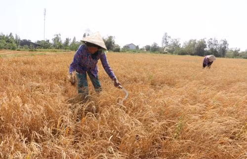 Dồn sức chống xâm nhập mặn ảnh 2