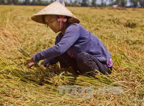 Đồng bằng sông Cửu Long điêu đứng vì hạn mặn ảnh 4