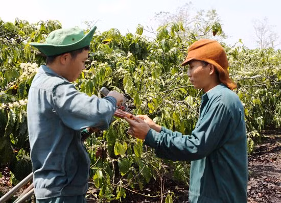 Đắk Lắk tập trung tưới nước cho cây cà phê ảnh 1