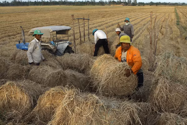Mất trắng vì làm lúa vụ 3 ảnh 1