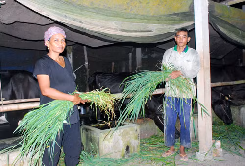 Triệu phú bò sữa ở Sóc Trăng ảnh 1