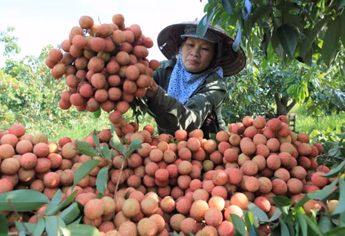 Mùa vải Thanh Hà – Hải Dương ảnh 3