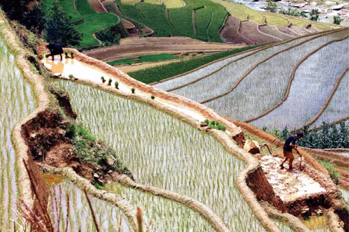 Ruộng bậc thang mùa đổ nước ảnh 5