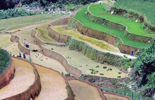 Ruộng bậc thang mùa đổ nước ảnh 2