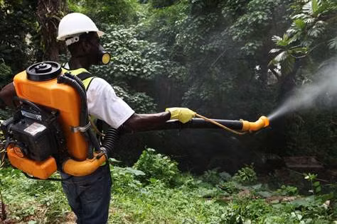 Dịch sốt Chikungunya tiếp tục lan rộng tại Trung Mỹ ảnh 1