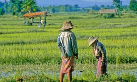 Thấy gì qua chương trình trợ giá gạo của Thái Lan? ảnh 1